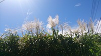 DSC_0531.jpg