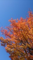 DSC_0694.jpg