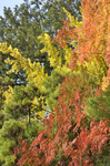 _DSC0135.jpg