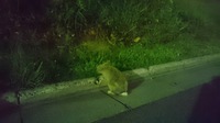 image-9c061.jpeg